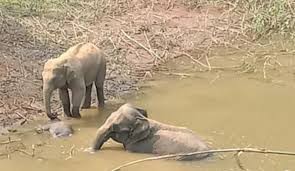 মৃত বাচ্চা হাতি পাহারায় হাতি দম্পতি